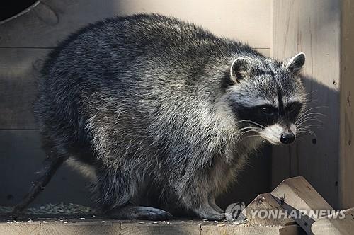 라쿤 200만마리 기승에 '골머리' 독일, 소시지가 해결책?