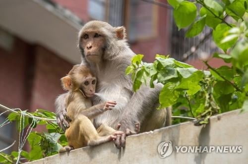 실험실 원숭이 집단탈출…일대 외출금지령