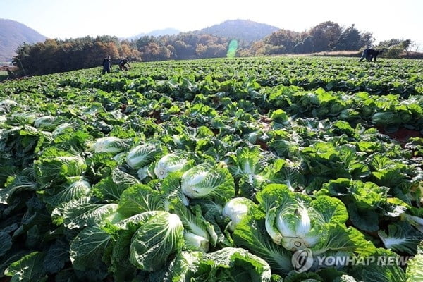 한달 새 63%↓…이젠 1천원대도 등장