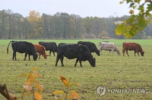 "유럽, 고기 덜 먹어야"…전문가의 제언 보니