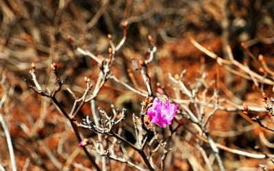 구름 많고 일교차 커…카지노 정팔까지 서쪽 중심 짙은 안개