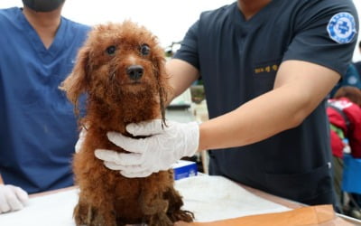 전국 동물병원 초진 평균 1만원…상담료, 대전이 세종보다 두배 넘게 높아