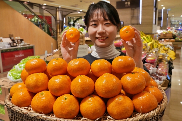 AI로 선별한 제주산 감귤 맛보세요! 롯데백화점, AI선별 고당도 감귤 판매