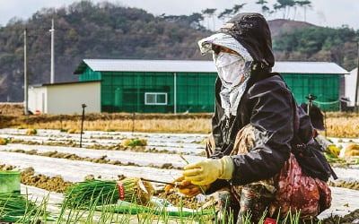 '경북 기업형 이모작' 전국서 뿌리내린다