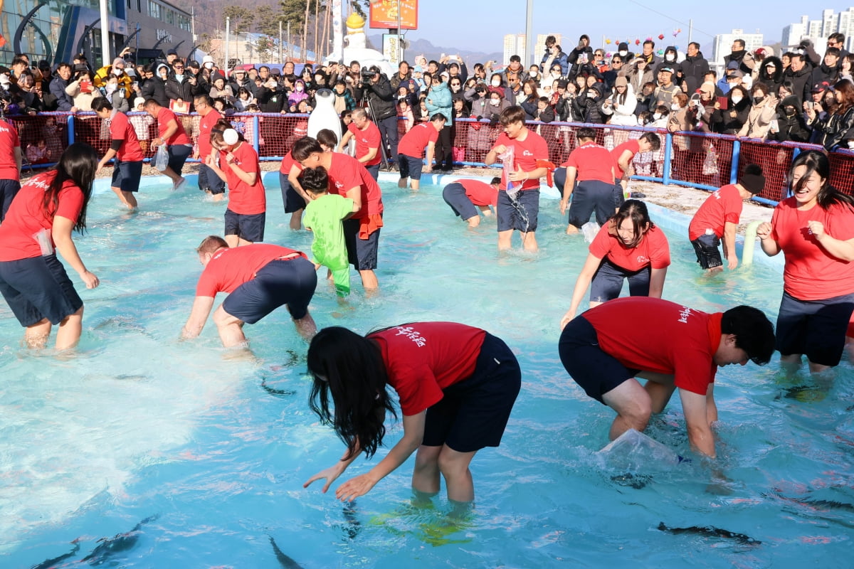 송어 맨손 잡기. 사진=평창송어축제