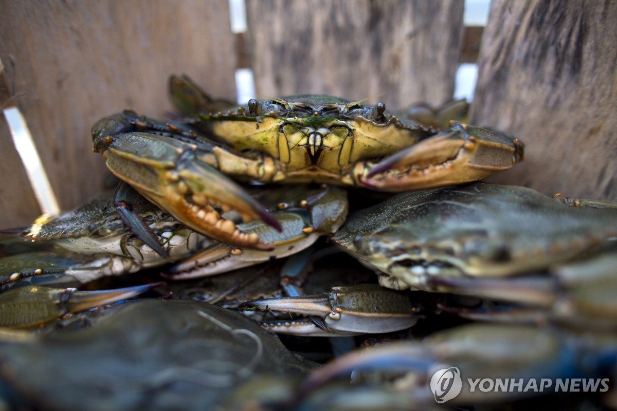 '외래종 꽃게' 침공에 골치 앓는 이탈리아…"먹어서 없애자"