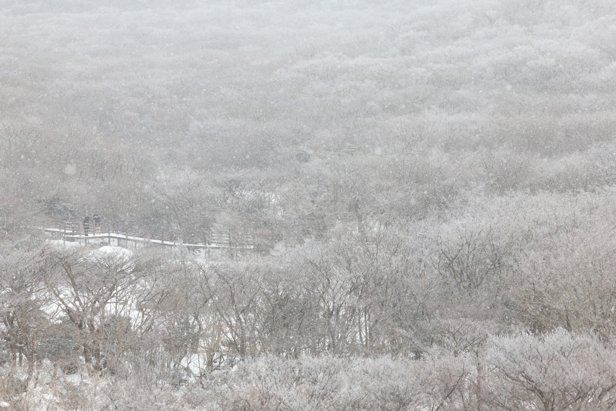 제주도 한라산 1100고지 전경. 사진=연합뉴스