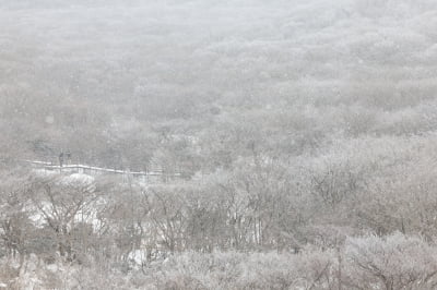 한라산에 최고 55㎝ 넘는 눈 쌓여…제주 산지 대설주의보