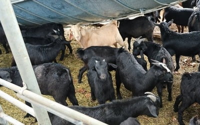 정부, 대설·한파 대책회의 '비상대응'…"취약시설물 안전유의"