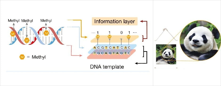 미국 애리조나주립대 연구팀이 개발한 DNA 정보 저장 기술(왼쪽)과 이 기술로 저장 후 다시 출력한 판다 이미지(오른쪽). /ⓒNature