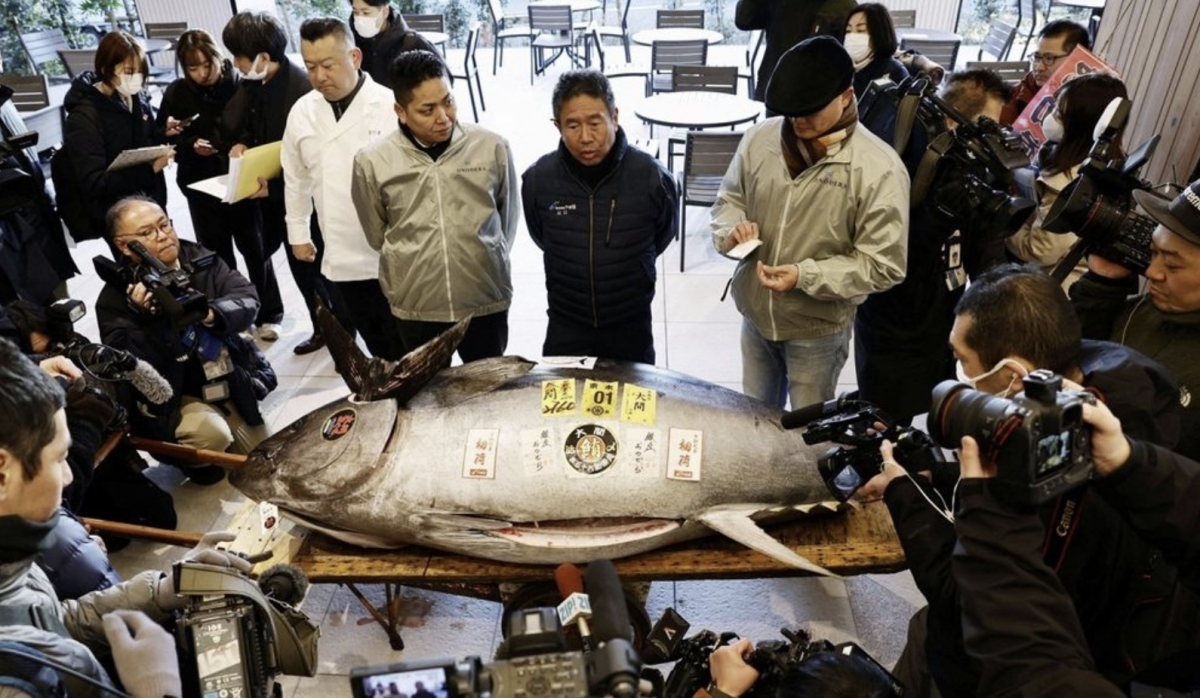 일본 도쿄 도요스시장의 올해 첫 참치 경매에서 최고가로 낙찰된 참다랑어가 취재진들에게 선보이고 있다. 연합카지노사이트추천