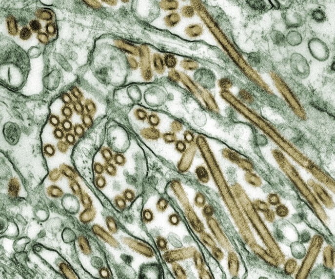 보건 당국은 조류 인플루엔자 바이러스 균주가 미국의 가금류 및 낙농 농장에서 확산됨에 따라 높은 경계 태세를 유지하고 있다./사진=게티이미지(Smith Collection)