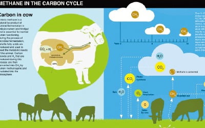 [과학과 놀자] 덴마크, 세계 최초로 소·돼지 '방귀세' 도입해요
