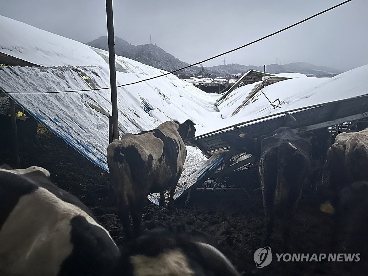 '설날 폭설' 결항 또 결항...충청·전라 대설특보