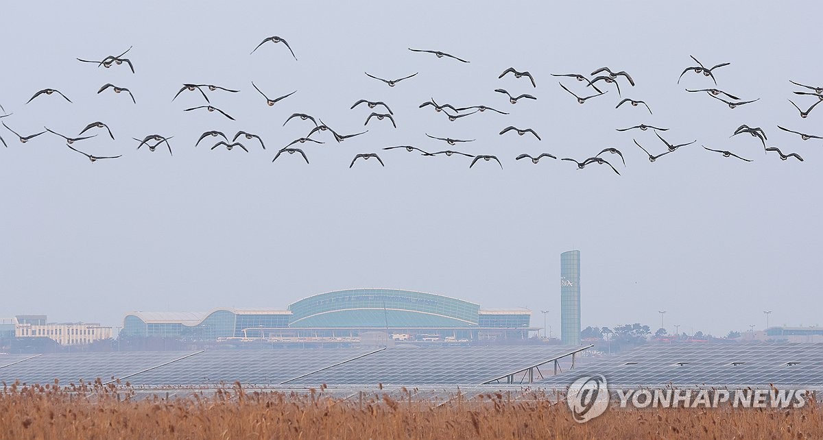 '사고 원인'은 조류충돌, '참사 원인'은 둔덕…규명 초점