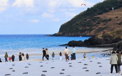 "차라리 日여행 간다더니"…제주 찾은 카지노 잭팟 금액 통계에 '깜짝'