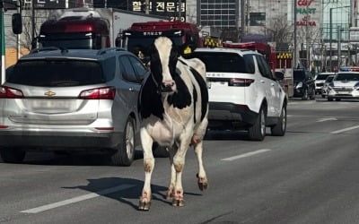 도축장 가던 젖소, 목숨 건 마지막 탈출…3시간 만에 포획