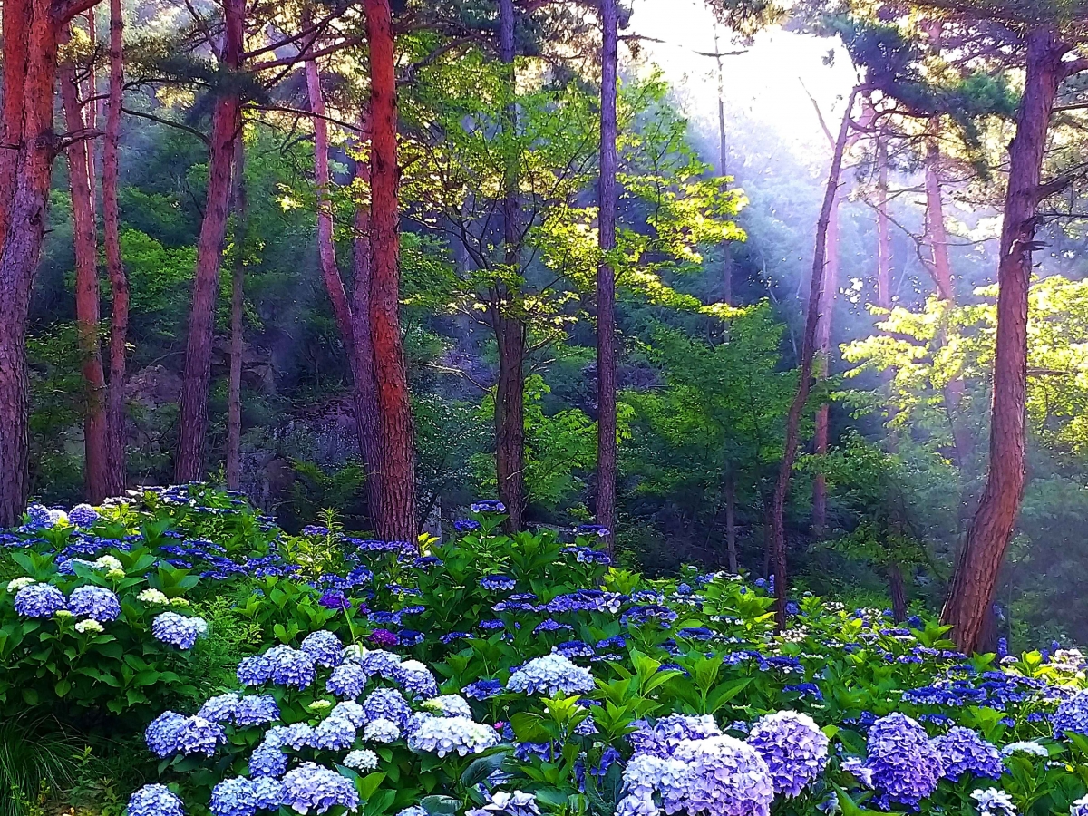 땅끝수국축제로 많은 관광객을 모으는 해남(사진=카지노 룰렛 확률관광공사) 