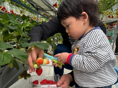 "아빠, 주말에 딸기 따러 가요"…인기 폭발하자 요즘 뜨는 곳