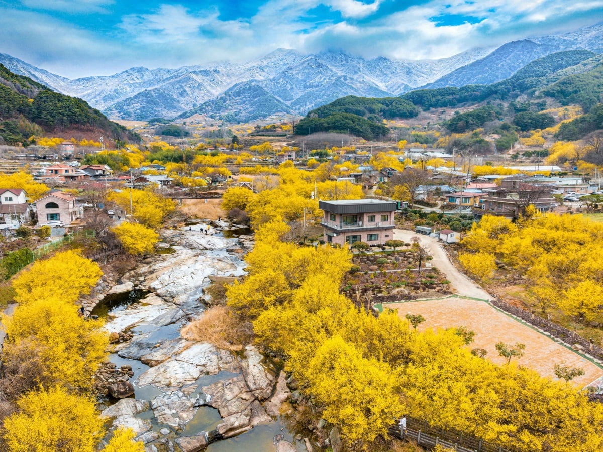 구례 산수유 마을(사진=인터넷 바카라관광공사) 