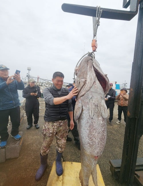 제주해역에서 잡힌 초대형 돗돔. /사진=연합뉴스 