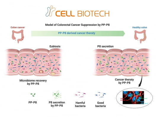 PP-P8의 대장암 치료 기전 모식도./자료 제공=코인 카지노 사이트