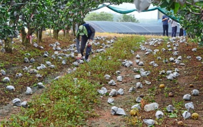 30년 농사짓다 처음 본 '스마일 사과'…50년 뒤엔 국산 사과 사라진다