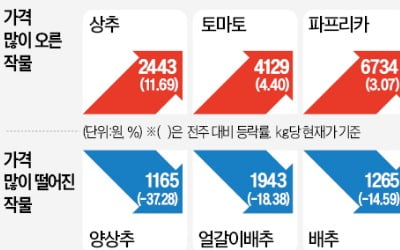 '롤러코스터' 탄 양상추값