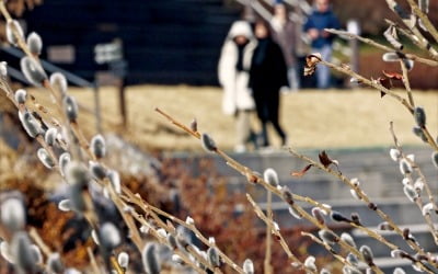 [포토] 봄 알리는 양재천 버들강아지