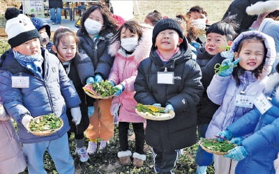 [포토] 고사리 손으로…"봄나물 캤어요"