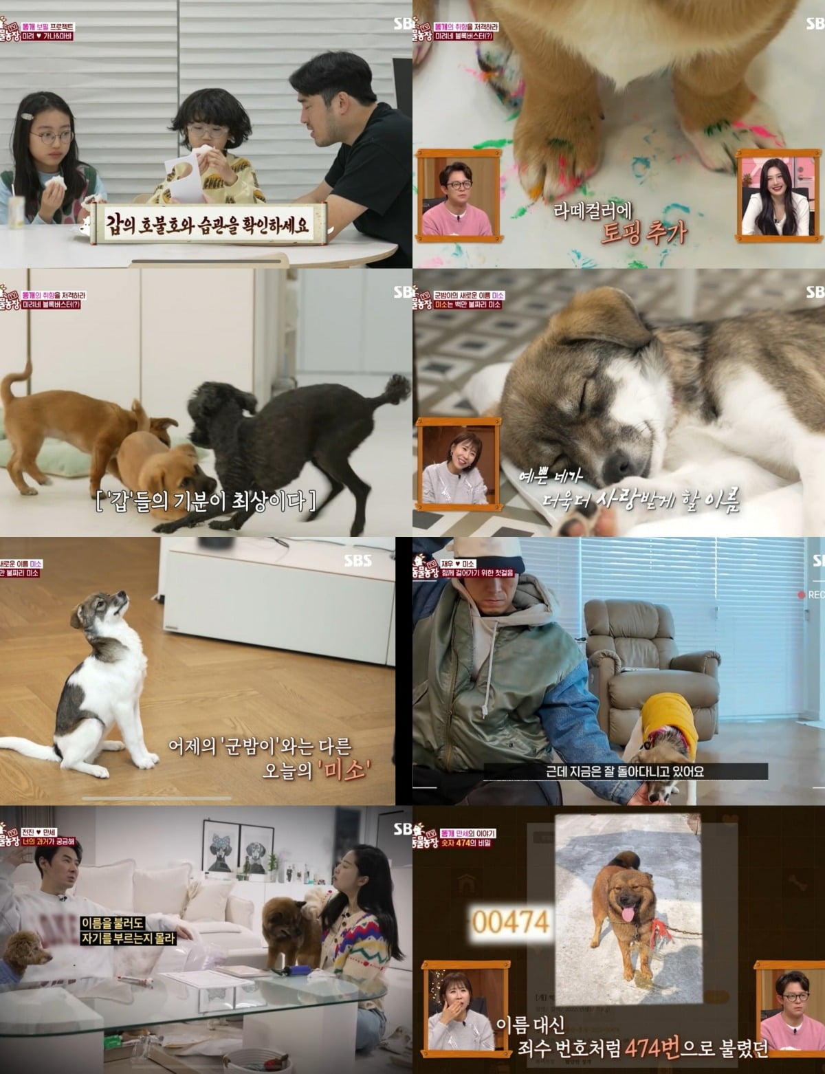 사진=SBS 'TV동물농장' 캡처