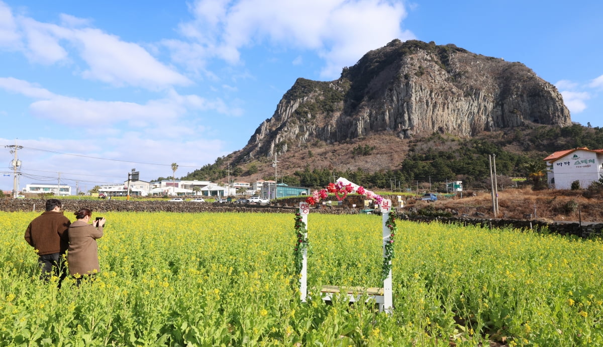 지난 13일 메이저카지노 서귀포시 안덕면 사계리 산방산 인근에 유채꽃이 피어 관광객들이 봄 정취를 즐기고 있다. 사진=연합뉴스