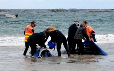 호주 외딴 해변 밀려든 돌고래떼 구조 실패…안락사 결정