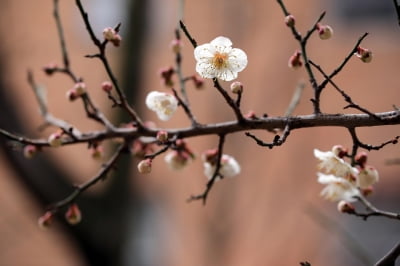 한국계 OO인 여성작가 3인의 역사소설, 세계를 홀리다