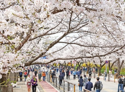 여의서로·한강둔치 벚꽃길, 내달 '봄꽃정원' 된다