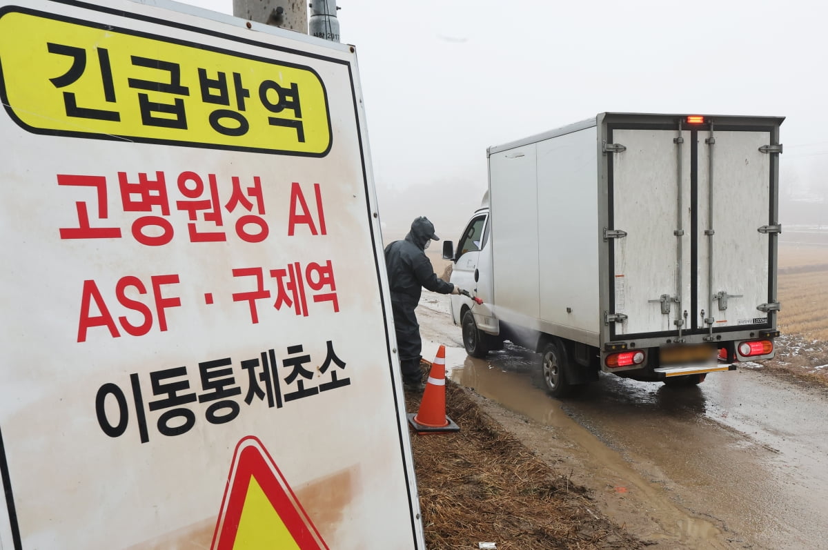 예찰 검사에서 고병원성 조류인플루엔자(AI) 확진 판정을 받은 경기 여주시의 한 산란계 농장 주변에서 지난 1월 6일 오전 관계자가 출입하는 차량 방역을 하고 있는 모습. 연합뉴스