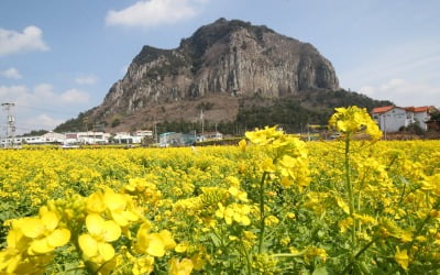 관광객 안 찾는 제주…콧대 높던 5성급 호텔도 비상걸렸다