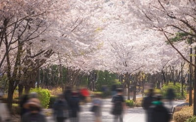 日벚꽃여행 만큼 '인기 폭발'…관광객 몰리는 韓여행지 어디