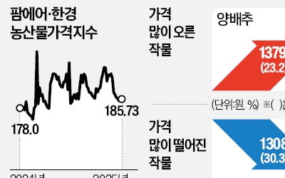 얄미운 3월 폭설…배추값 다시 오른다