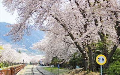 벚꽃 흐드러지는 진해 군항제…앞바다에 초대형 크루즈선 뜬다