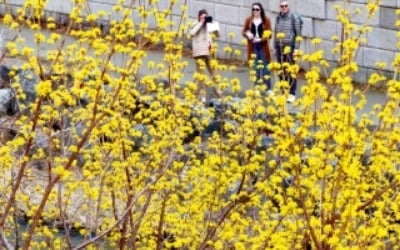 [포토] 산수유 활짝 핀 청계천