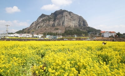 "달라도 너무 다르다"…제주 업 카지노객·도민 선호 여행지는 '이곳'