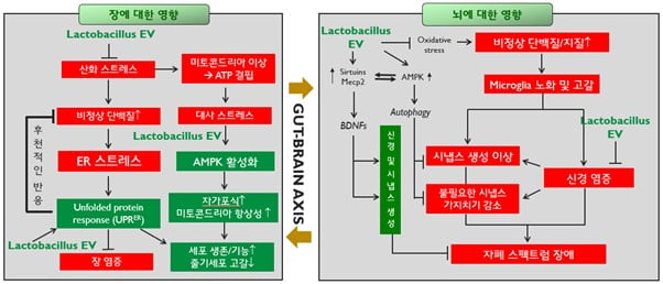 전화인증없는 토토사이트 핵심 증상을 조절하는 락토바실러스 EV (락토베시클)의 작용기전. 엠디헬스케어 제공