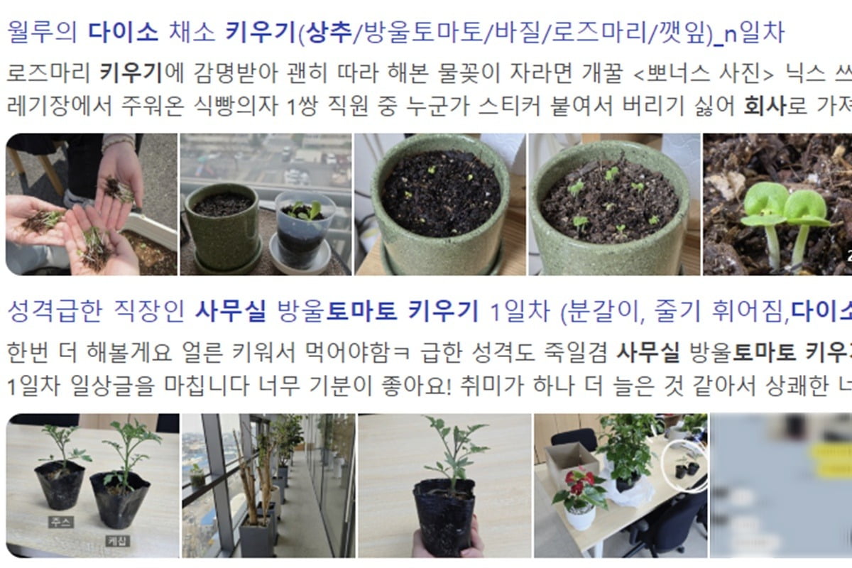 다이소에서 씨앗을 구매해 직장 사무실에서 키우고 있다는 후기가 이어지고 있다. /사진=네이버 블로그