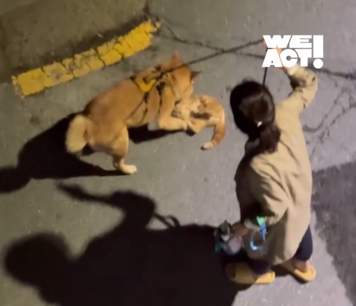 반려견이 길고양이를 해치는 상황을 보호자가 방관했다는 주장이 제기된 모습. /사진=위액트 인스타그램 캡처