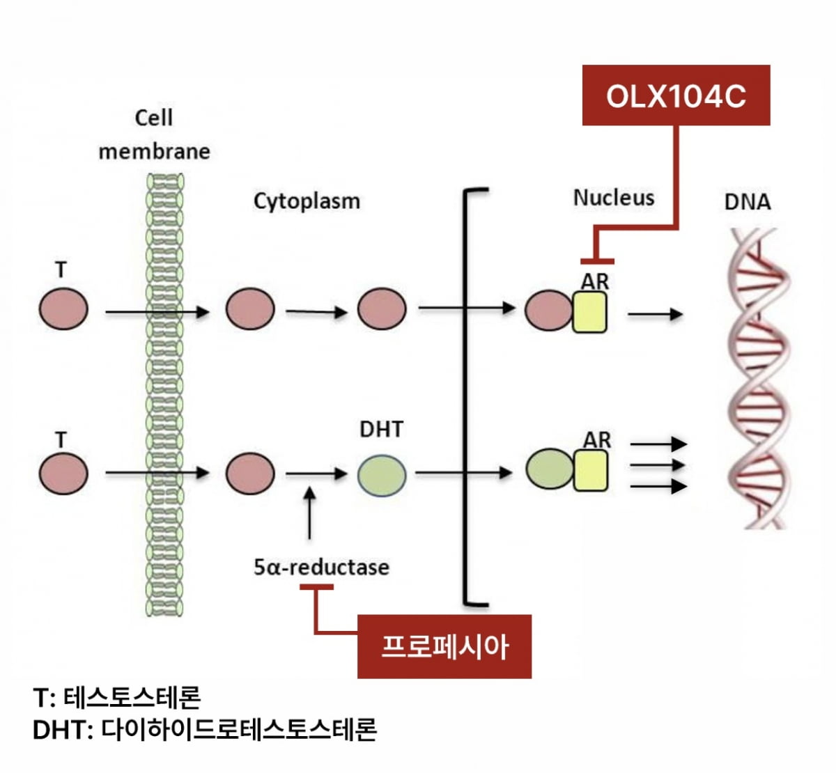 테스토스테론(T)이 효소(5α-환원효소)에 의해 DHT(디하이드로테스토스테론)로 전환되면, DHT는 안드로겐 수용체(AR)와 결합해 탈모를 유발하는 유전자 발현을 유도한다. 기존 치료제인 프로페시아는 DHT 생성을 막지만, 올릭스의 OLX104C는 AR 발현 자체를 억제해 보다 근본적인 탈모 개선 효과를 기대할 수 있다. 올릭스 제공