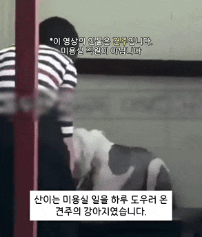 동물권 단체 케어가 견주에게 학대 당한 강아지 소유권을 양도 받았다. 사진=케어 유튜브