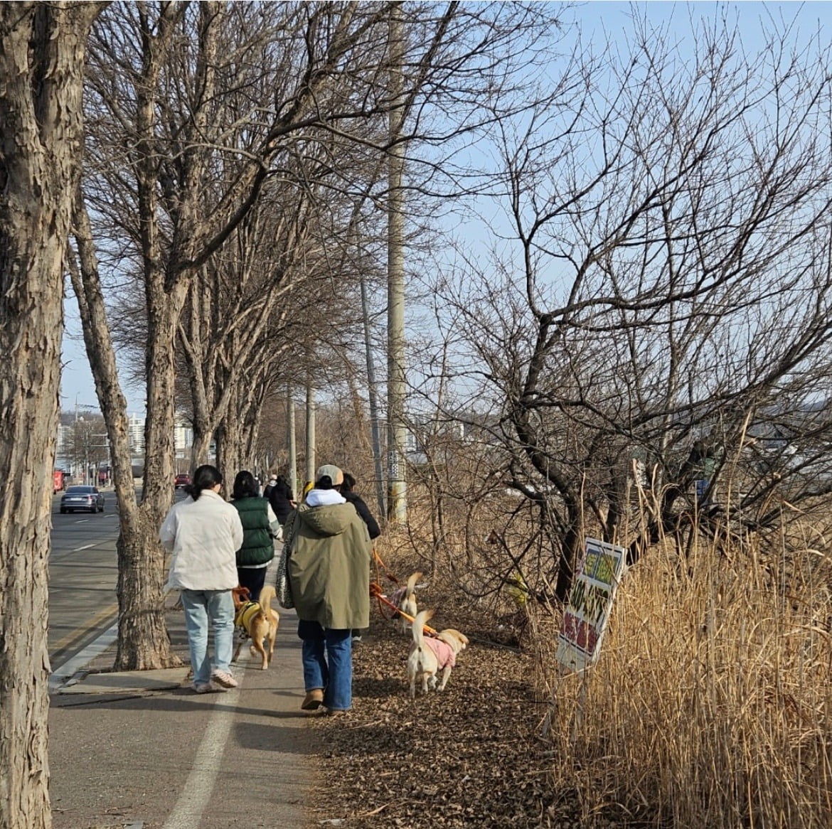 사단법인 일산 브링미홈 산책 봉사 사진 (사진=사단법인 일산 브링미홈 중대형견 입양센터)