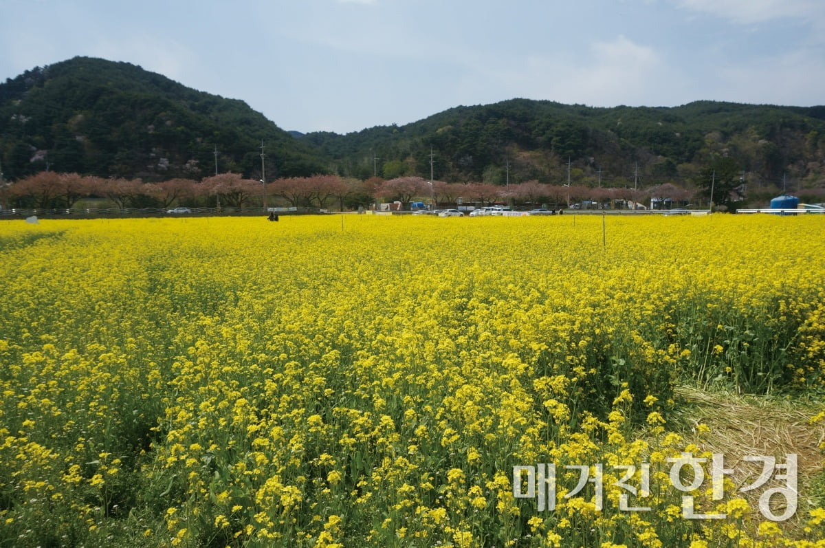 매년 봄에 열리는 삼척맹방유채꽃축제 현장. 통상 30만 명 이상이 다녀간다./사진=정초원 기자