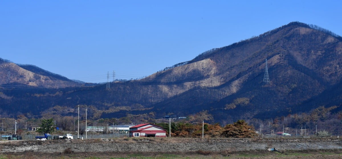산불피해 지역인 경북 영덕군 달산면 산이 온통 검은색으로 변해 있다. 사진=뉴스1